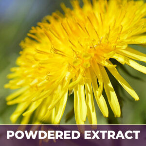 Dandelion pe, powdered extract