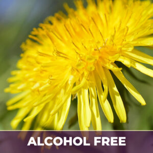 Dandelion root af, alcohol-free; liquid extract