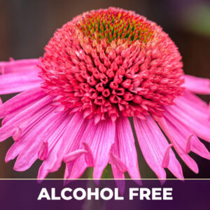 Echinacea af, alcohol-free; liquid extract