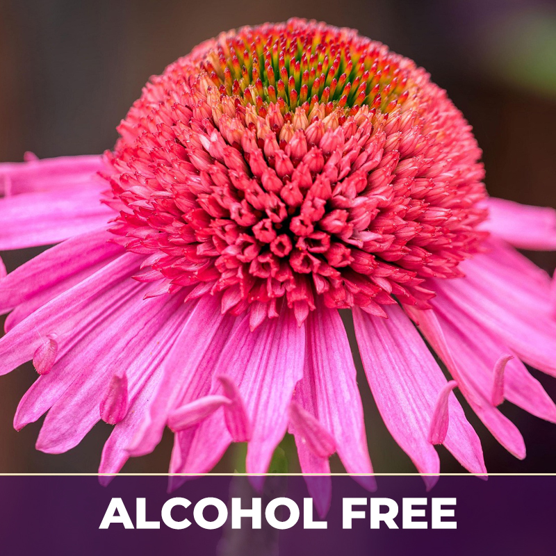 Echinacea af, alcohol-free; liquid extract