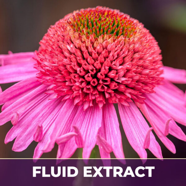 Echinacea angustifolia root tinc,