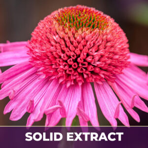 Echinacea mo purp se, solid extract