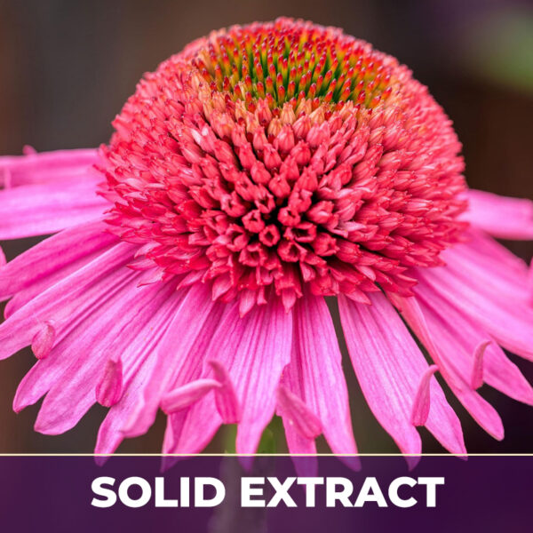 Echinacea mo purp se, solid extract