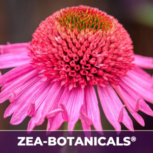 Echinacea zea-botanicals, zea-botanicals line