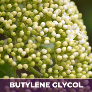 Elder flower in bg, liquid extract; in butylene glycol