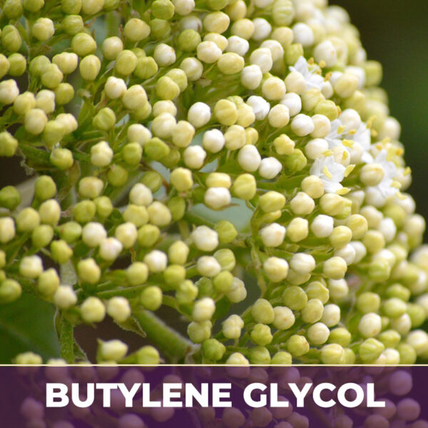 Elder flower in bg, liquid extract; in butylene glycol