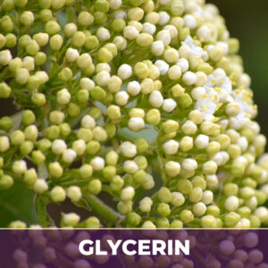 Elder flower in glycerin, liquid extract; in glycerin