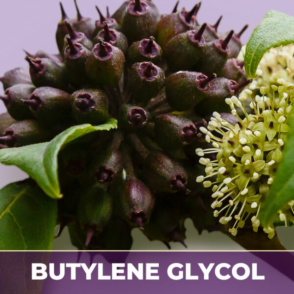 Eleuthero root in bg, liquid extract; in butylene glycol