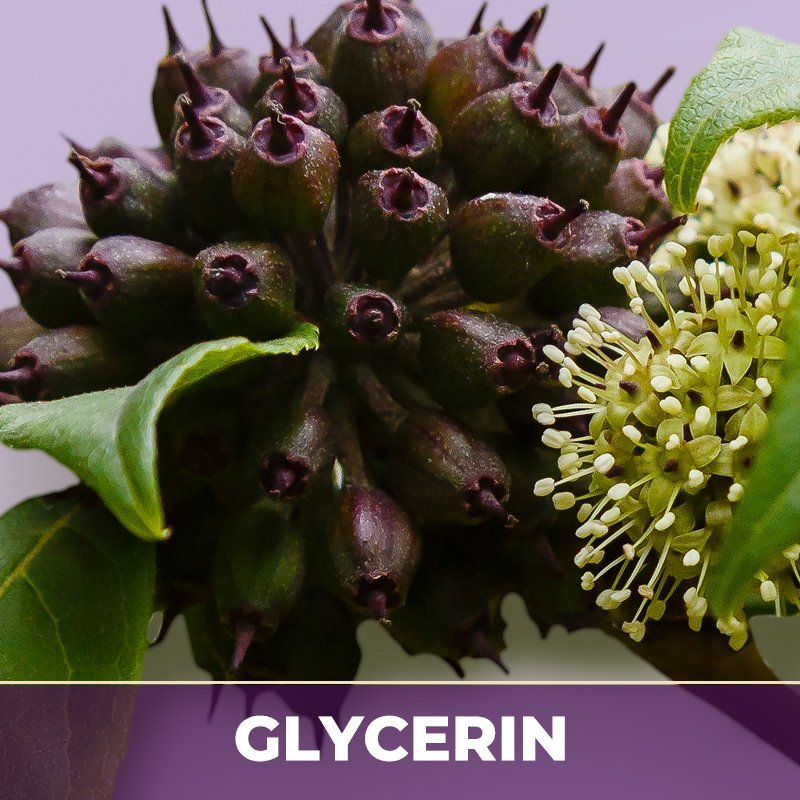 Eleuthero root in glycerin, liquid extract; in glycerin