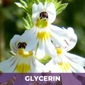 Eyebright herb in glycerin, liquid extract; in glycerin