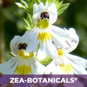 Eyebright herb zea-botanicals, zea-botanicals line