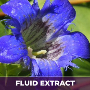 GENTIAN ROOT, FE