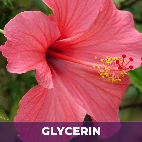 HIBISCUS IN GLYCERIN
