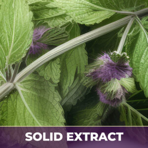 HOREHOUND, SE