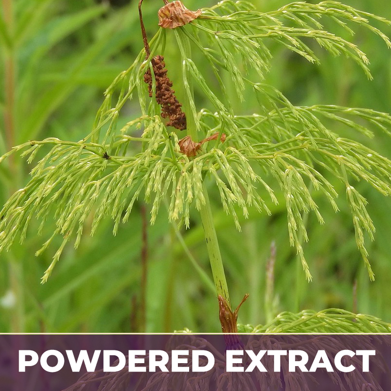 HORSETAIL GRASS 8%, PE