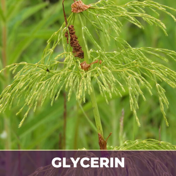 HORSETAIL HERB IN GLYCERIN