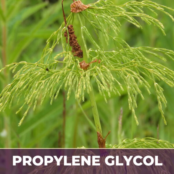 HORSETAIL HERB IN PG