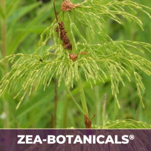 HORSETAIL HERB ZEA-BOTANICALS®