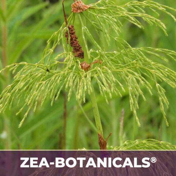 HORSETAIL HERB ZEA-BOTANICALS®