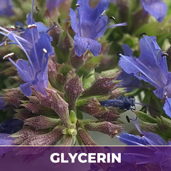 HYSSOP HERB IN GLYCERIN