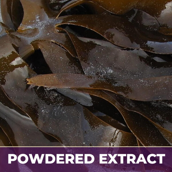 KELP, PE
