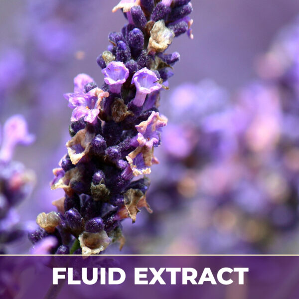 LAVENDER, FE