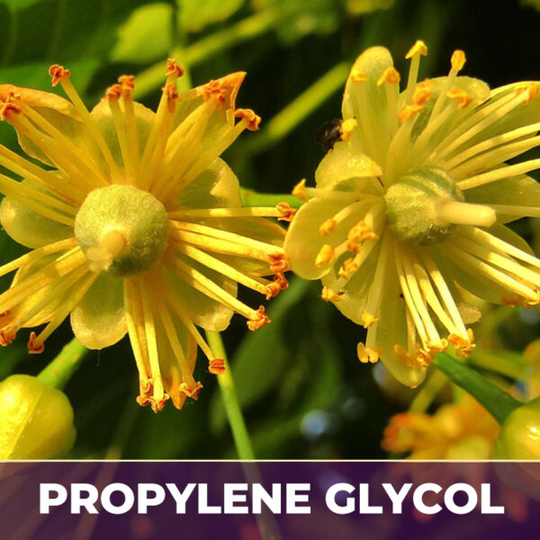 LINDEN FLOWER IN PG