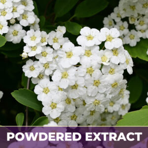 MEADOWSWEET, PE