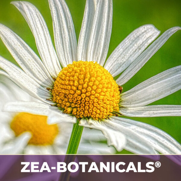 Feverfew herb zea-botanicals