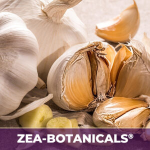 Garlic bulb zea-botanicals