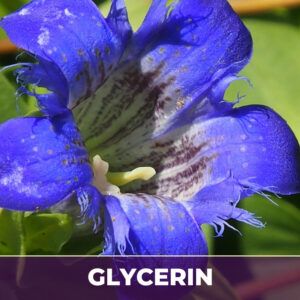 Gentian root in glycerin