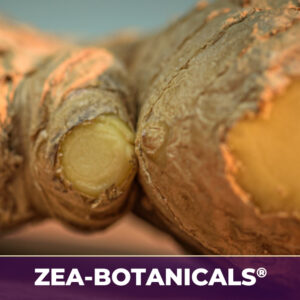 Ginger root zea-botanicals