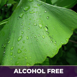 Ginkgo biloba leaves drum af