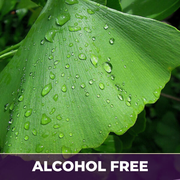 Ginkgo biloba leaves drum af