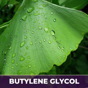 Ginkgo leaf in bg