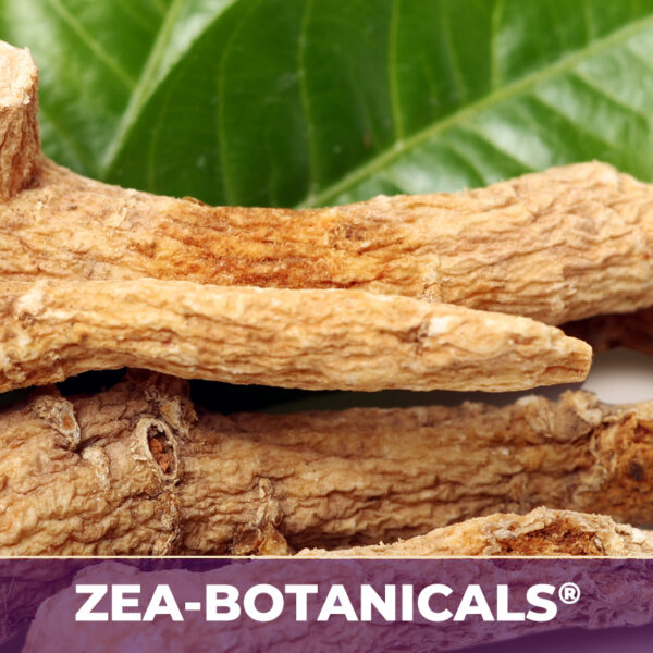 Ginseng american root zea-botanicals