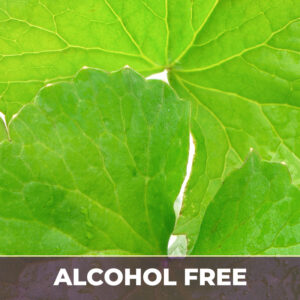 Gotu-kola herb af