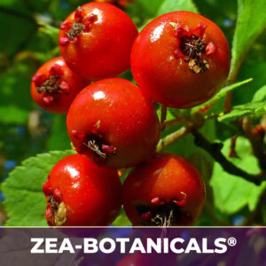 Hawthorn berry zea-botanicals