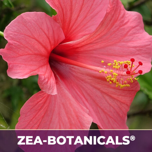 Hibiscus zea-botanicals