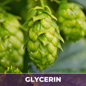 Hops strobile in glycerin