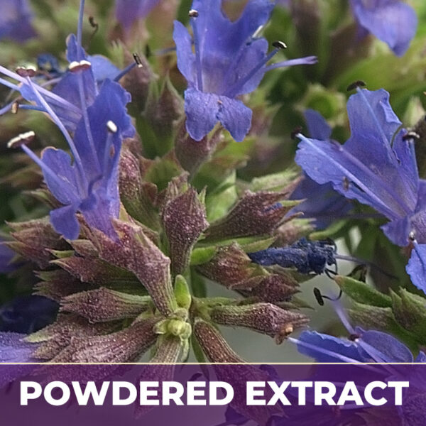 HYSSOP HERB 4:1 PE