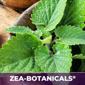 Lemon balm herb zea-botanicals