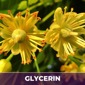 Linden flower in glycern