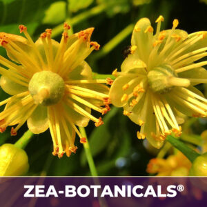 Linden flower zea-botanicals