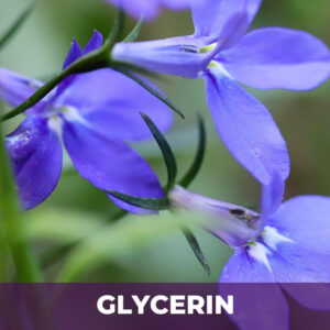 Lobelia herb in glycerin