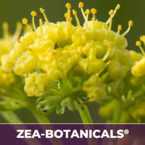 Lomatium root zea-botanicals