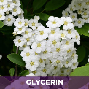 Meadowsweet in glycerin