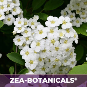 Meadowsweet zea-botanicals