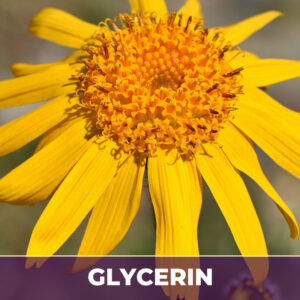 Mexican arnica flower in glycerin