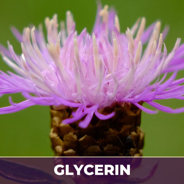 Milk thistle seed in glycerin